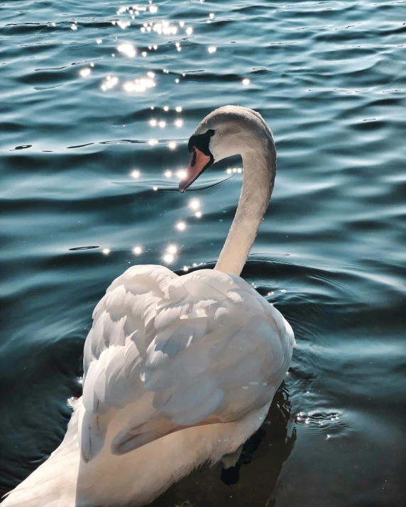 an swan in the water is swimming towards it's owner