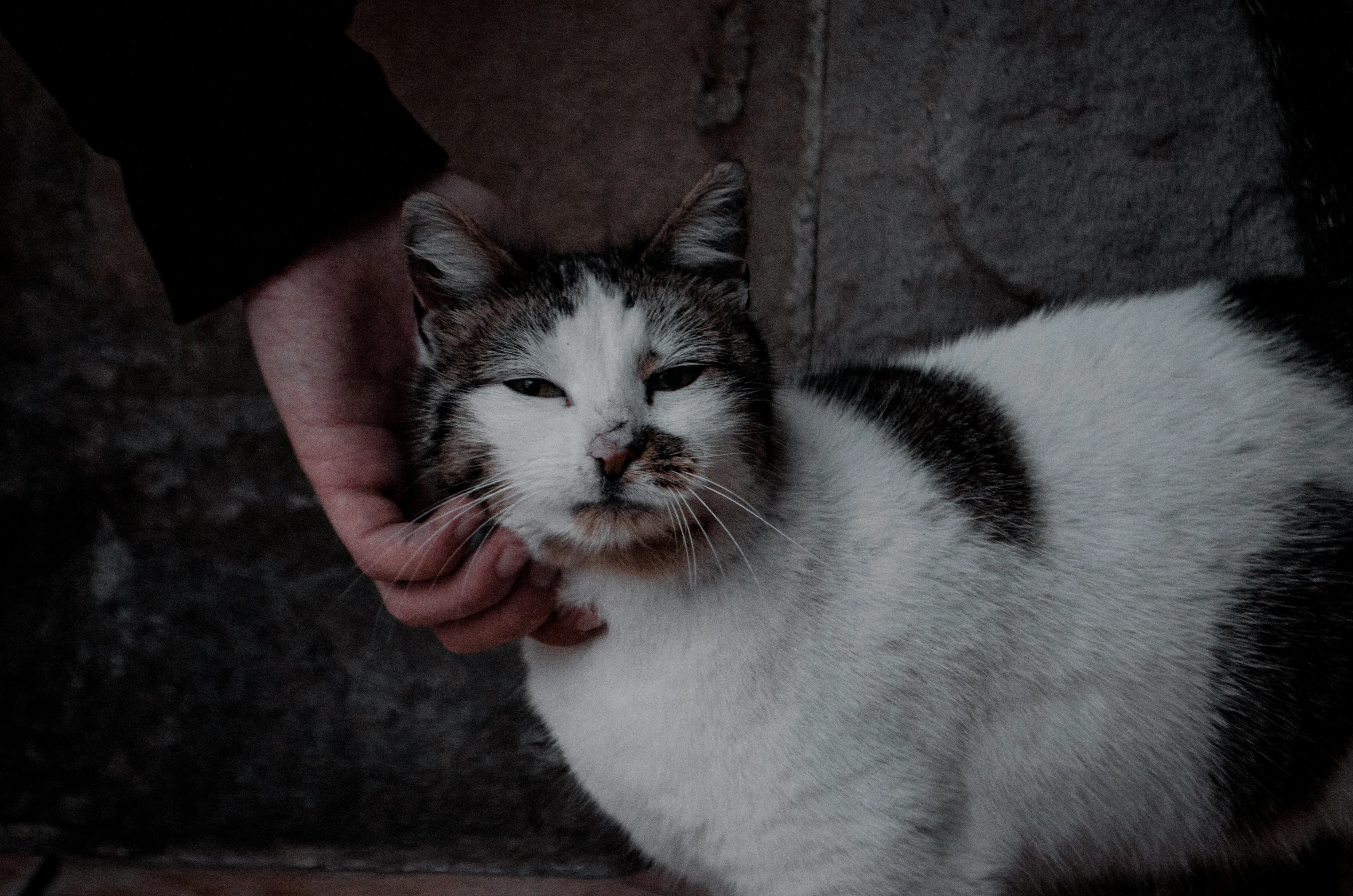 a cat that is next to the person holding their hand