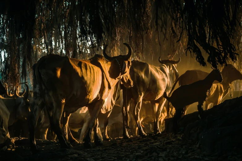 the cattle are standing together in the shade