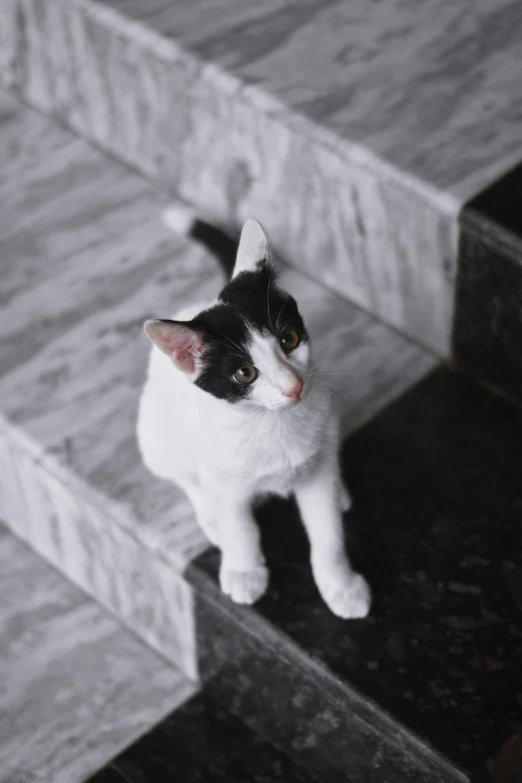 a cat standing on some very big stairs