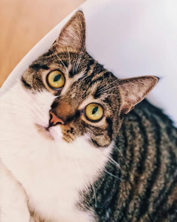 a cat is laying down on a bed