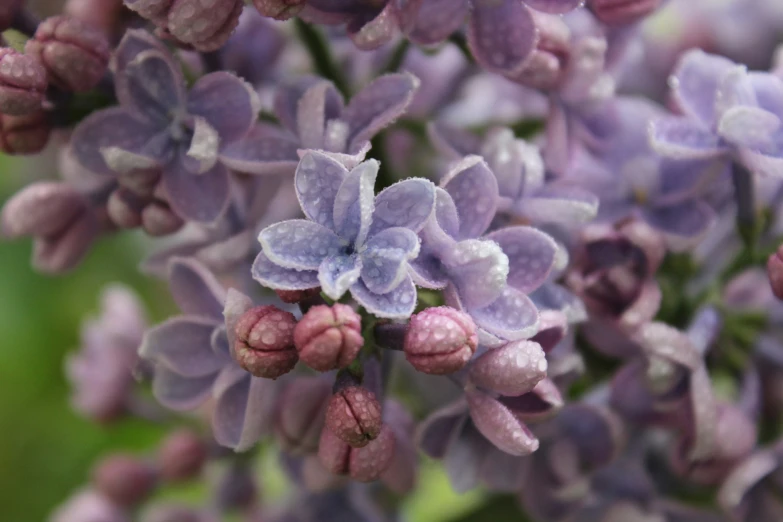 some pretty flowers that are sitting outside