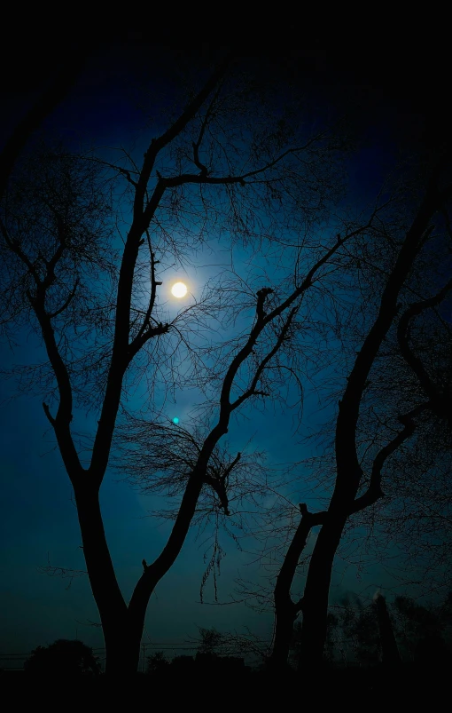 the full moon shining through the trees on a clear night