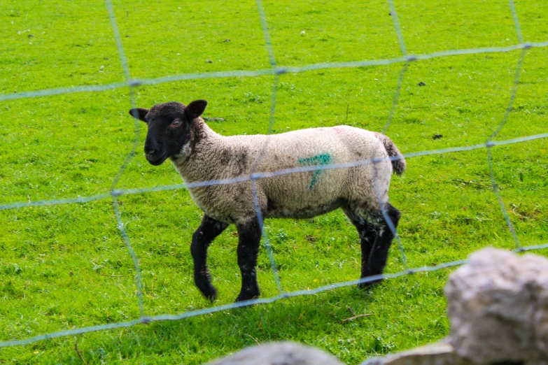 a sheep in a fenced off area on some grass