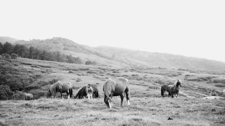 several horses grazing in the grass with hills in the background