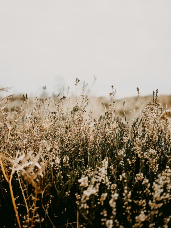 some brown and white plants and dirt in the grass