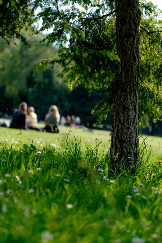 people sit on the grass next to the tree in the park