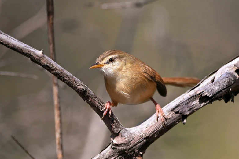 a small brown bird perched on a bare tree