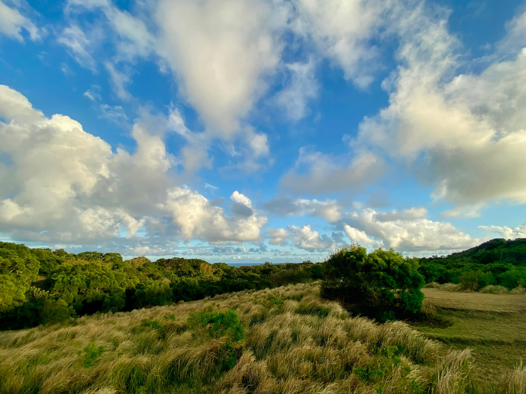 an up - close s of green trees on a grassy hill under a partly cloudy sky