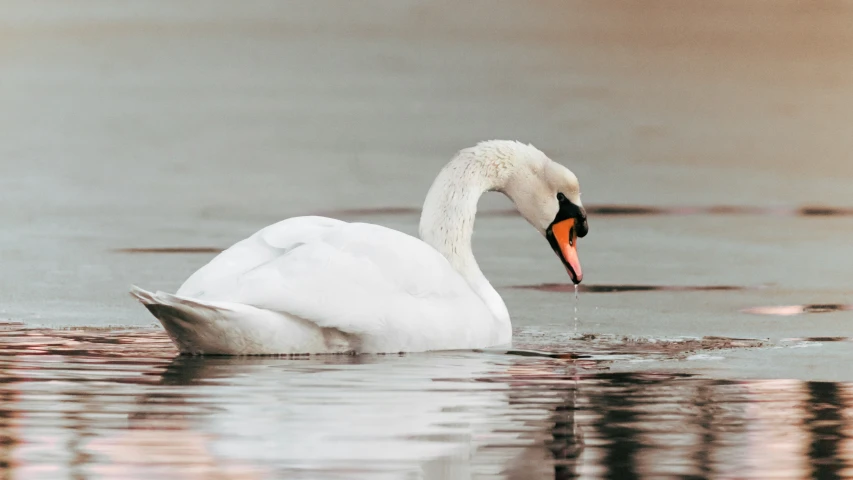 a swan swimming on top of a body of water