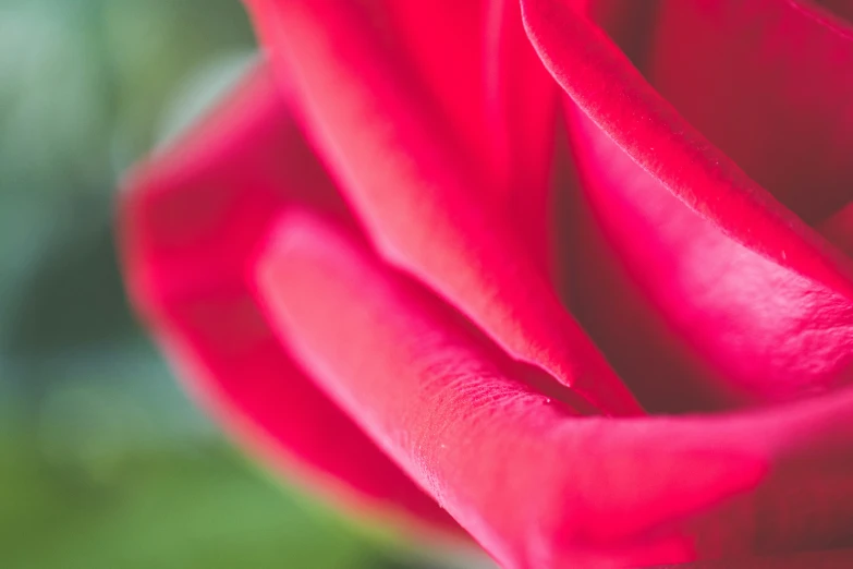 the petals of a flower with focus on it