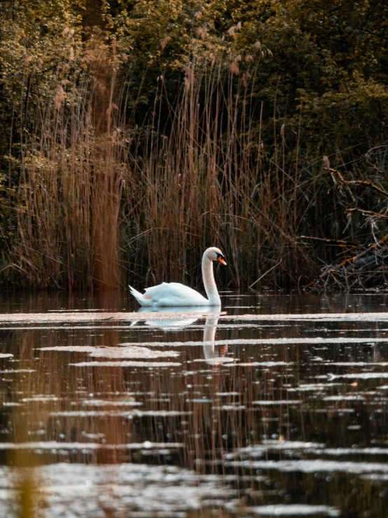 a swan swimming in the middle of a pond