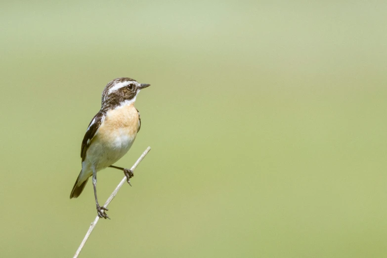 a small bird sitting on a thin twig