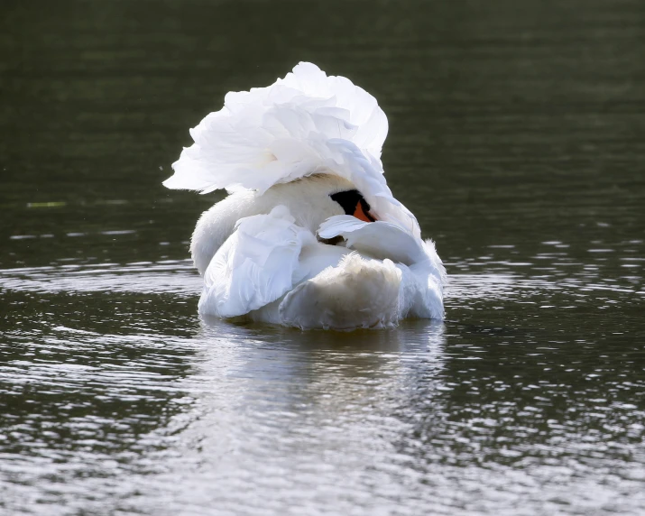 a bird that is swimming in some water