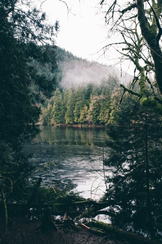 a body of water surrounded by wooded trees