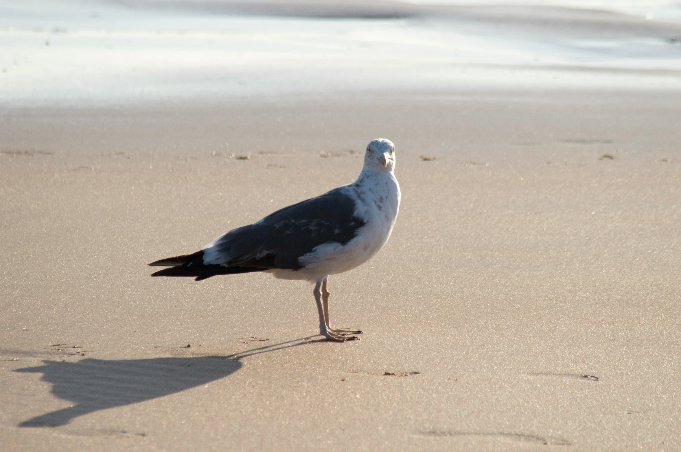 this is an image of a seagull on the beach