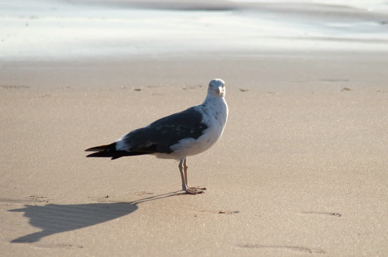 this is an image of a seagull on the beach