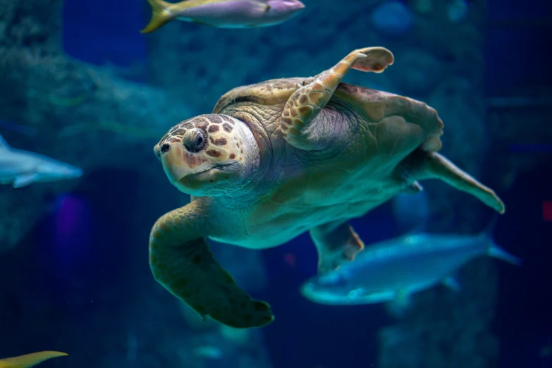 the turtle is swimming around in a large aquarium