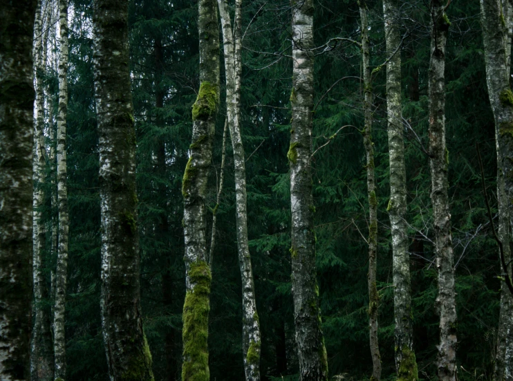 the trees are full of moss and ferns