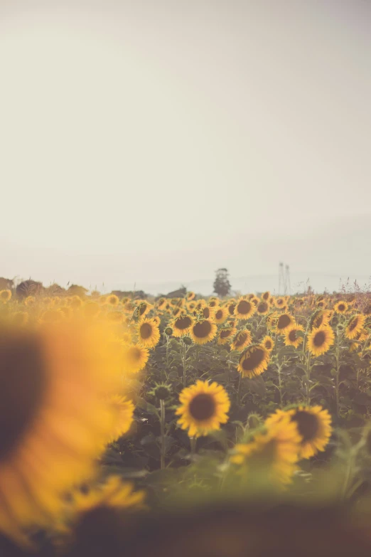 a man is standing in a sunflower field