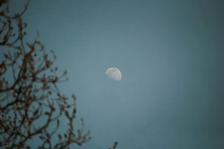 the moon seen through some thin nches of the tree