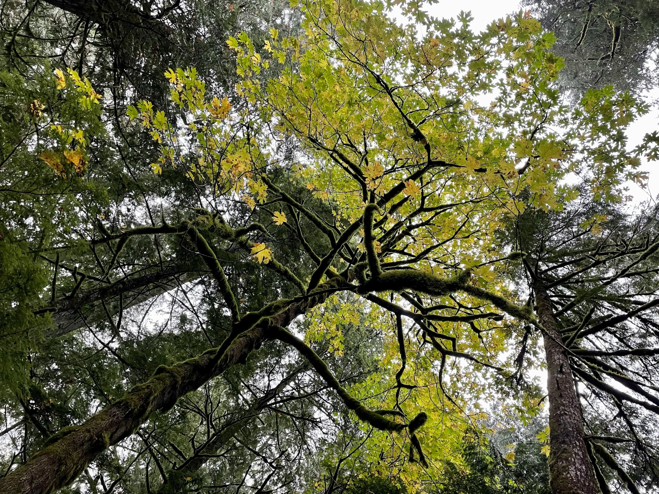 looking up into the canopy of a tree