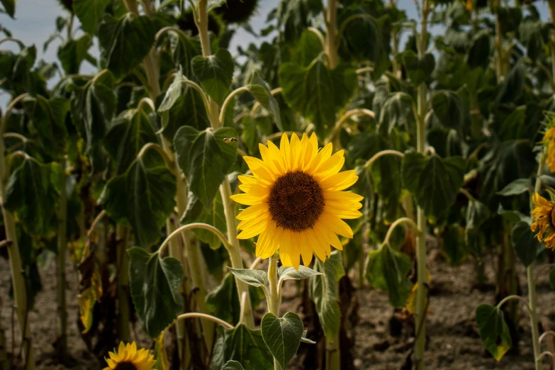 large sunflowers standing in an almost empty field