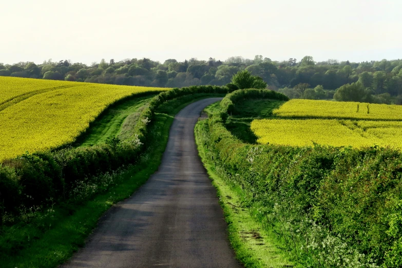 an open road going down the middle of a farm field