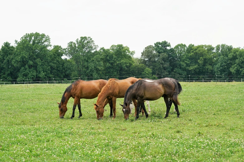 a trio of horses are eating grass in the field