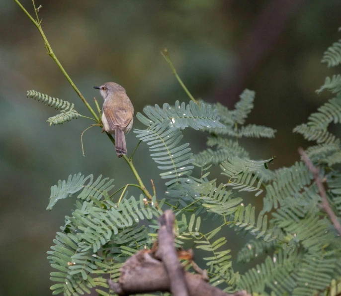 a small bird on the nch of a tree