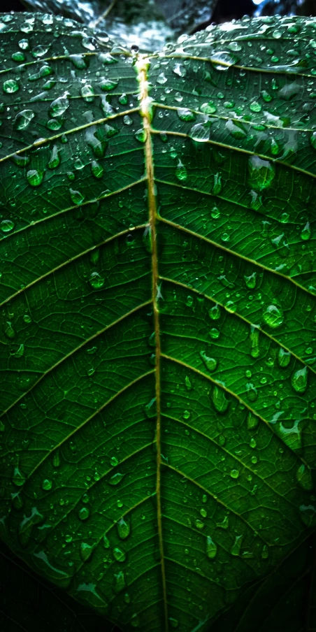 a large leaf with water droplets on it