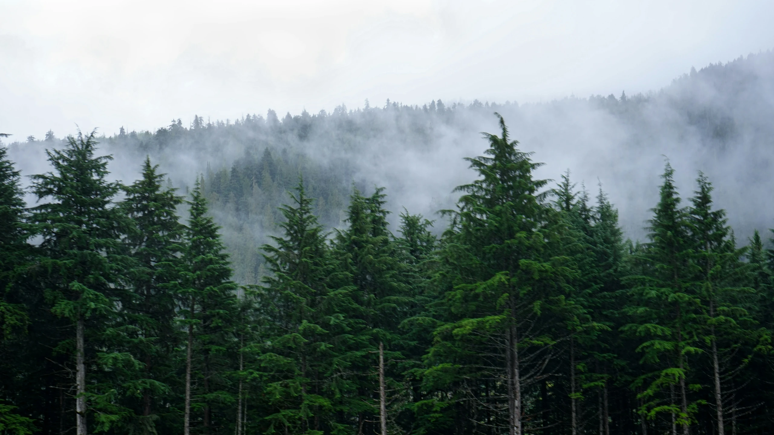 the tall pines are behind the clouds in the forest