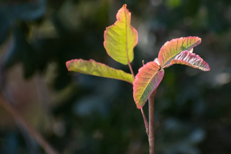 a green leaf sprouts from the tip of a nch