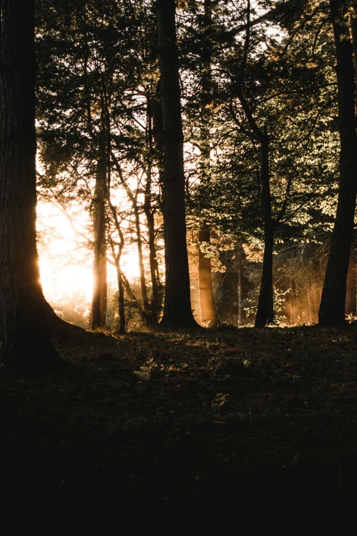 a person is in the middle of a forest