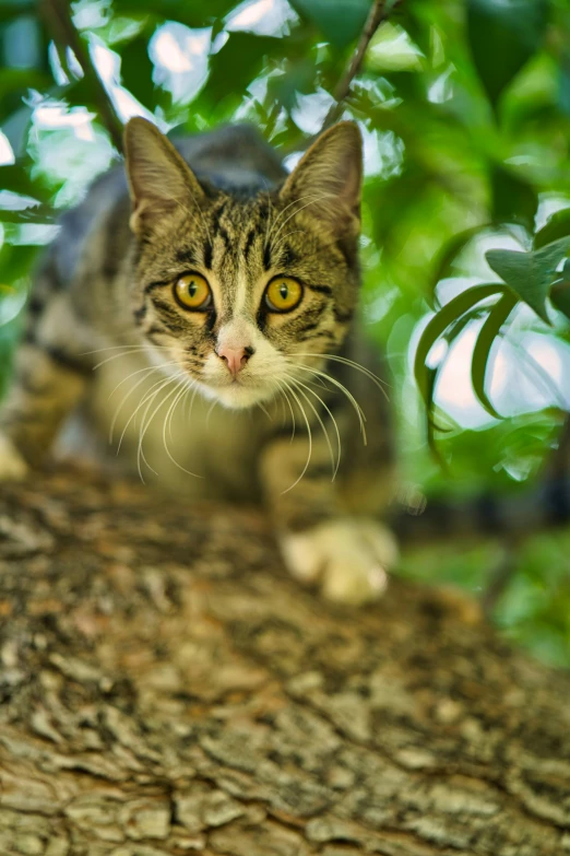 a kitten is looking intently at soing in the distance