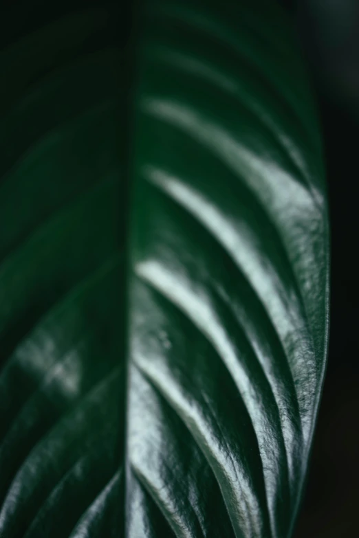 the leaf of a large green plant is shining