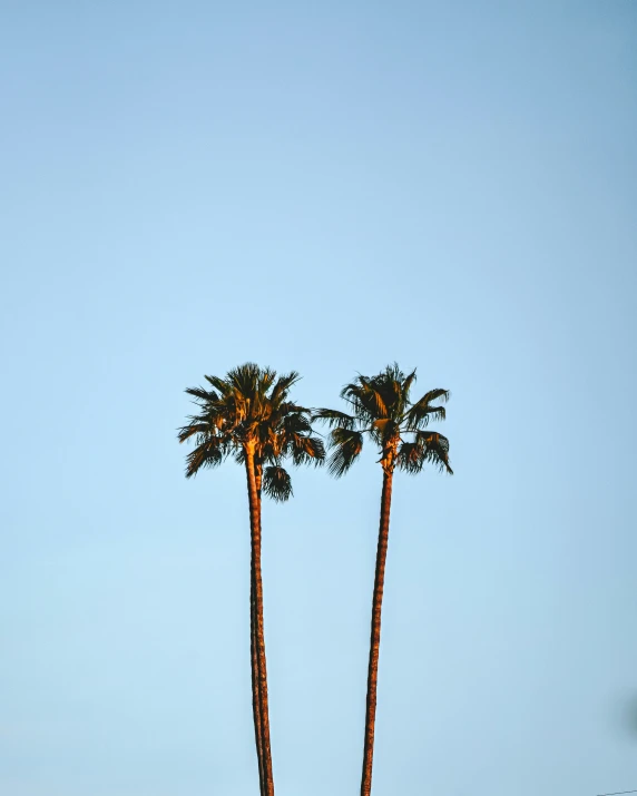 a couple of palm trees sitting under a blue sky