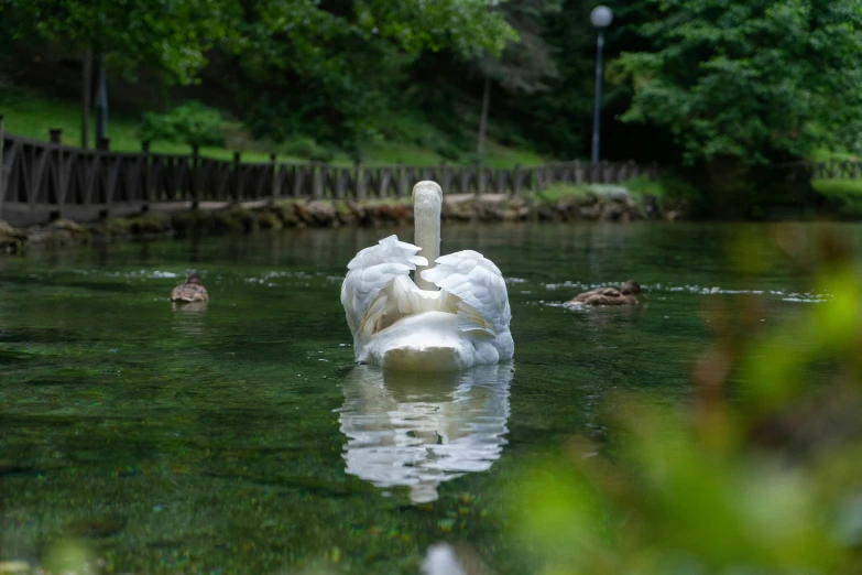 two swans are floating in a body of water