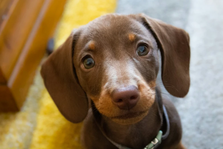 a dog looking at the camera while sitting on the floor