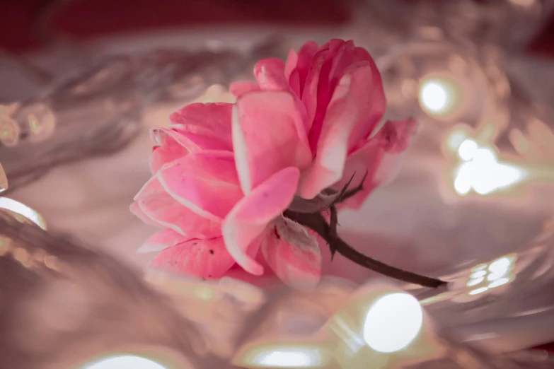 this pink flower was in the center of a crystal bowl