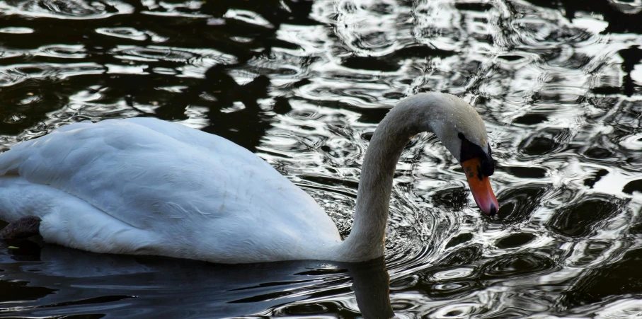 a swan with its head stuck in the water