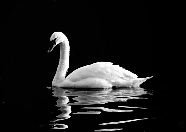 black and white po of a swan floating in water