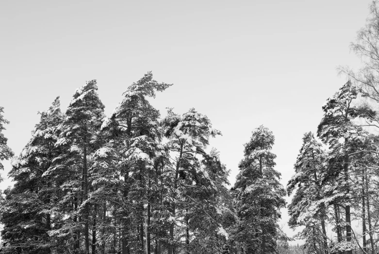 a picture of snow and a few trees