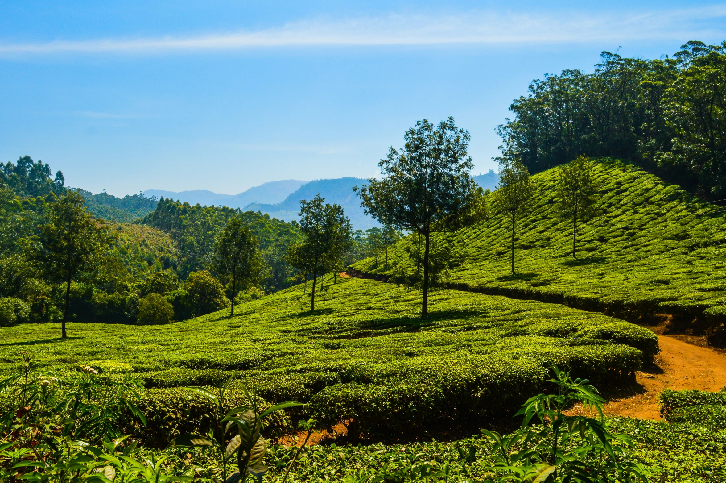 the green hills in front of the trees are beautiful