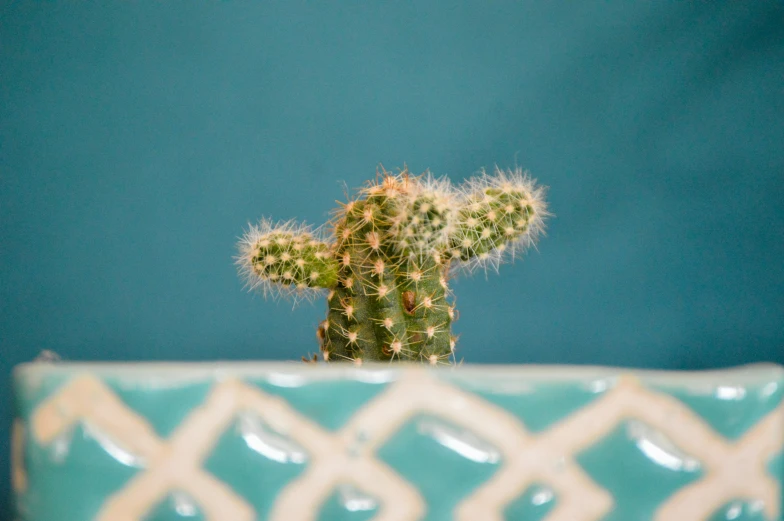 an orange cactus in a green ceramic vase