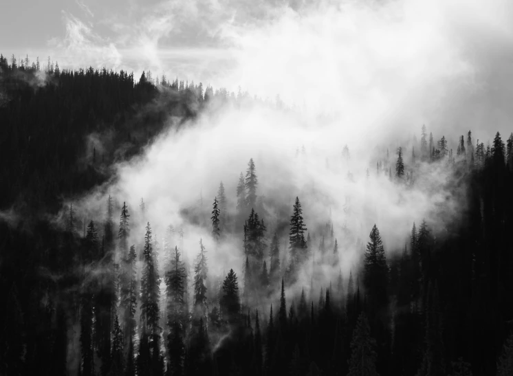 trees with fog hanging over them from a mountain slope