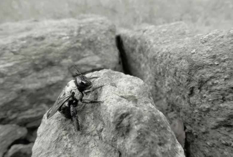 a black and white po of a bee on a rock