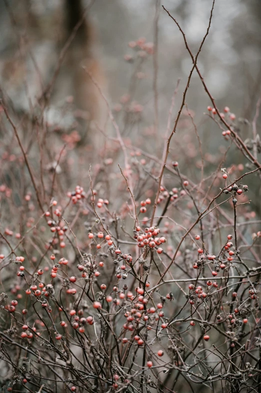 many red flowers in a bush with fog