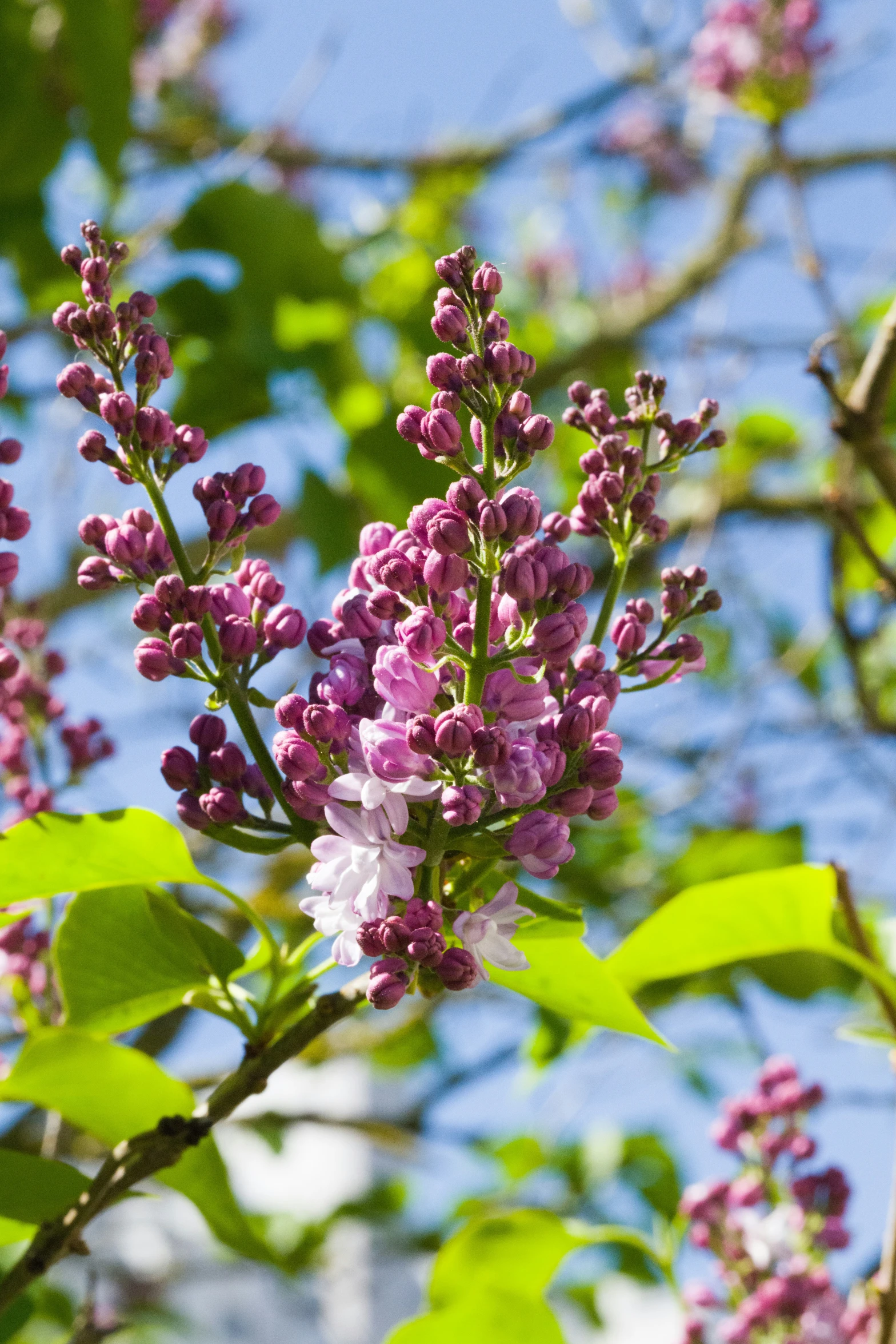 purple and white flowers in the springtime