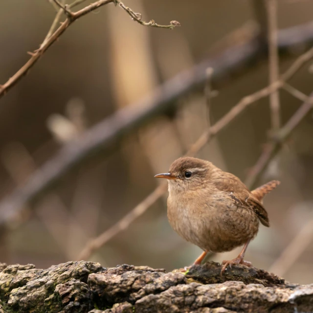 a bird on a tree nch surrounded by bare nches